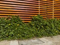 Wooden slats wall with wild plants and yellow flowers entangling between the wood