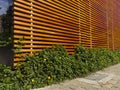 Wooden slats wall with wild plants and yellow flowers entangling between the wood