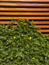 Wooden slats wall with wild plants and yellow flowers entangling between the wood