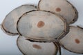 Wooden slices, cut, of young trees with annual rings Royalty Free Stock Photo