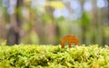 Wooden small figurine of the house on the background of nature and green grass.