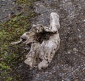 Wooden snag on the dark sand.