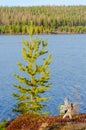 A wooden snag stump of an old tree lies on the Bank of the Vilyuy river in Yakutia Royalty Free Stock Photo
