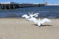 Wooden Sopot pier in sunny day, swans on the sandy beach, Sopot, Poland