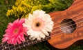 Ukulele soprano decorated with gerbera flowers Royalty Free Stock Photo