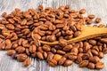 Wooden spoon full of freshly roasted coffee beans Royalty Free Stock Photo