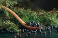 Wooden spoon with seeds of juniper Royalty Free Stock Photo