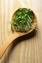 Wooden spoon with green organic sprouts