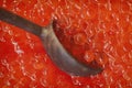 Wooden spoon taking natural red caviar close-up