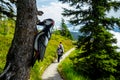 Wooden Spotted Woodpecker on a Tree on the Alpine Trail Royalty Free Stock Photo