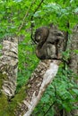 Wooden squirrel sculpture in Vienkoci park, Latvia