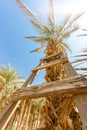 Wooden stair on froup of palms in western region Royalty Free Stock Photo