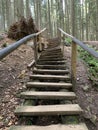 Wooden staircase in the forest among the trees. Wooden climbing path in the park. Steps leading to the reserve Royalty Free Stock Photo