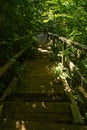 Wooden staircase in green forest on a summer sunny day. Vertical travel photo