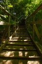 Wooden staircase in green forest on a summer sunny day. Vertical travel photo