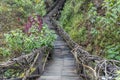 Wooden staircase pathway and railing covered by ivy or vine in forest Royalty Free Stock Photo