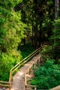 Wooden stairs going down in the middle of the forest Royalty Free Stock Photo