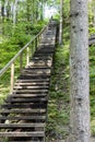 Wooden stairs in green bushes Royalty Free Stock Photo