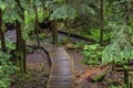 Wooden stairs and pathway through the pine trees in the Lynn Canyon Park forest in Vancouver, Canada Royalty Free Stock Photo