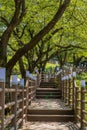 Wooden stairs under lush shade trees