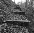 Wooden Stairs In Woodland Royalty Free Stock Photo