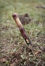 Wooden stake in the ground, vampire theme