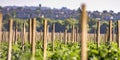 Wooden stakes supporting some bright green plants Royalty Free Stock Photo