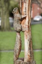 Wooden statue of squirrel, park decoration on wooden post. Manchester England.