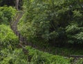 Wooden steeps in lush green forest Royalty Free Stock Photo