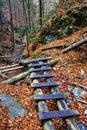 Wooden steps in gorge in autumn mountain fores