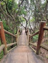 Wooden steps leading down to the beach from the forest. Royalty Free Stock Photo