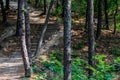 Wooden steps leading up side of hill Royalty Free Stock Photo
