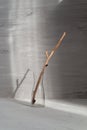 wooden stick in a glass vase with natural sunlight and deep shadows against grey concrete background