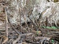 Wooden Sticks shoring the big rock,wood stacked holding the mountain at waterfall