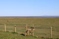 Wooden stile, Pilling Marsh and Black Combe