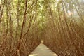 Wooden straight walkway in mangrove forest, conservative environment Royalty Free Stock Photo