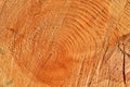 Wooden structure. Cross sectional cut end of log showing the pattern and texture created by the growth rings. Section through Royalty Free Stock Photo