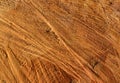 Wooden structure. Cross sectional cut end of log showing the pattern and texture created by the growth rings. Section through Royalty Free Stock Photo