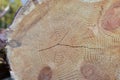 Wooden structure. Cross sectional cut end of log showing the pattern and texture created by the growth rings. Section through Royalty Free Stock Photo