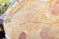 Wooden structure. Cross sectional cut end of log showing the pattern and texture created by the growth rings. Section through Royalty Free Stock Photo