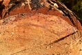 Wooden structure. Cross sectional cut end of log showing the pattern and texture created by the growth rings. Section through Royalty Free Stock Photo