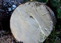 Wooden structure. Cross sectional cut end of log showing the pattern and texture created by the growth rings. Section through Royalty Free Stock Photo