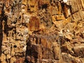 Wooden structure inside old stump.