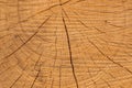 Wooden structure of a tree trunk in the middle of the forest