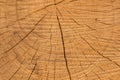 Wooden structure of a tree trunk in the middle of the forest