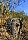 Wooden stub amiong dry grass in autumn forest