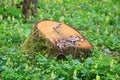 wooden stub among green grass Royalty Free Stock Photo