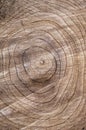 Wooden stump circles texture tree Royalty Free Stock Photo