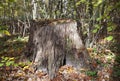 Wooden stump and green moss in autumn forest.