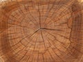 Wooden stump isolated on the white background. Round cut down tree with annual rings as a wood texture. Close up. Royalty Free Stock Photo